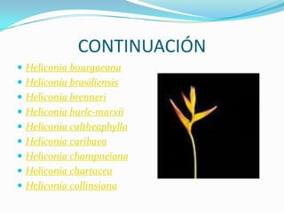 CONTINUACIÓNHeliconia bourgaeanaHeliconia brasiliensisHeliconia brenneriHeliconia burle-marxiiHeliconia caltheaphyllaHeliconia caribaeaHeliconia champneianaHeliconia chartaceaHeliconia collinsiana