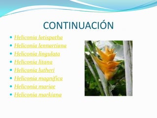 CONTINUACIÓNHeliconia latispathaHeliconia lennartianaHeliconia lingulataHeliconia litanaHeliconia lutheriHeliconia magnificaHeliconia mariaeHeliconia markiana