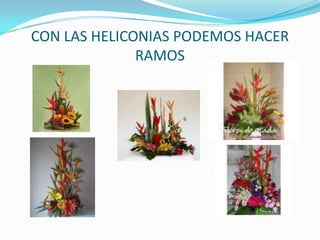 CON LAS HELICONIAS PODEMOS HACER RAMOS