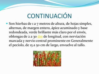 CONTINUACIÓNSon hierbas de 1 a 7 metros de altura, de hojas simples, alternas, de margen entero, ápice acuminado y base redondeada, verde brillante más claro por el envés, oblongas de 2 a 30 dm de longitud, con nerviación marcada y nervio central prominente en Generalmente el pecíolo, de 15 a 50 cm de largo, envuelve al tallo. 