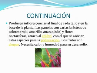 CONTINUACIÓNProducen inflorescencias al final de cada tallo y en la base de la planta. Las panojas con varias brácteas de colores (rojo, amarillo, anaranjado) y flores nectaríferas, atraen al colibrí, con el que se asocian estas especies para la polinización. Los frutos son drupas. Necesita calor y humedad para su desarrollo.