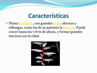 CaracterísticasPlanta herbácea, con grandes hojas alternas y oblongas, como las de su pariente la banana. Puede crecer hasta los 7-8 m de altura, y formar grandes macizos con la edad.