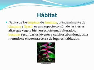 HábitatNativa de los trópicos de América, principalmente de Guayana y Brasil, es una especie común de las tierras altas que vegeta bien en ecosistemas alterados: bosques secundarios jóvenes y cultivos abandonados, a menudo se encuentra cerca de lugares habitados.