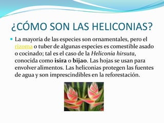 ¿CÓMO SON LAS HELICONIAS?La mayoría de las especies son ornamentales, pero el rizoma o tuber de algunas especies es comestible asado o cocinado; tal es el caso de la Heliconia hirsuta, conocida como isira o bijao. Las hojas se usan para envolver alimentos. Las heliconias protegen las fuentes de agua y son imprescindibles en la reforestación.