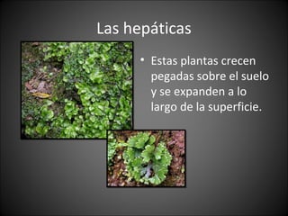 Las hepáticas 
• Estas plantas crecen 
pegadas sobre el suelo 
y se expanden a lo 
largo de la superficie. 
