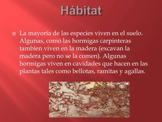  La mayoría de las especies viven en el suelo.
Algunas, como las hormigas carpinteras
tambíen viven en la madera (excavan la
madera pero no se la comen). Algunas
hormigas viven en cavidades que hacen en las
plantas tales como bellotas, ramitas y agallas.
 