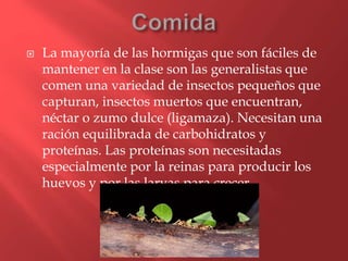  La mayoría de las hormigas que son fáciles de
mantener en la clase son las generalistas que
comen una variedad de insectos pequeños que
capturan, insectos muertos que encuentran,
néctar o zumo dulce (ligamaza). Necesitan una
ración equilibrada de carbohidratos y
proteínas. Las proteínas son necesitadas
especialmente por la reinas para producir los
huevos y por las larvas para crecer.
 