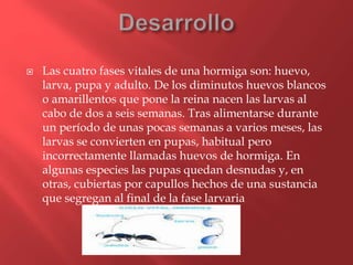  Las cuatro fases vitales de una hormiga son: huevo,
larva, pupa y adulto. De los diminutos huevos blancos
o amarillentos que pone la reina nacen las larvas al
cabo de dos a seis semanas. Tras alimentarse durante
un período de unas pocas semanas a varios meses, las
larvas se convierten en pupas, habitual pero
incorrectamente llamadas huevos de hormiga. En
algunas especies las pupas quedan desnudas y, en
otras, cubiertas por capullos hechos de una sustancia
que segregan al final de la fase larvaria
 