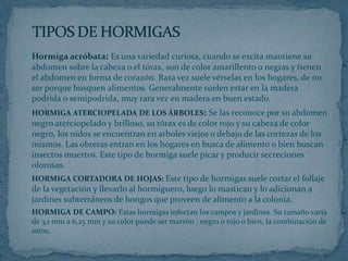 Hormiga acróbata: Es una variedad curiosa, cuando se excita mantiene su 
abdomen sobre la cabeza o el tórax, son de color amarillento o negras y tienen 
el abdomen en forma de corazón. Rara vez suele vérselas en los hogares, de no 
ser porque busquen alimentos. Generalmente suelen estar en la madera 
podrida o semipodrida, muy rara vez en madera en buen estado. 
HORMIGA ATERCIOPELADA DE LOS ÁRBOLES: Se las reconoce por su abdomen 
negro aterciopelado y brilloso, su tórax es de color rojo y su cabeza de color 
negro, los nidos se encuentran en arboles viejos o debajo de las cortezas de los 
mismos. Las obreras entran en los hogares en busca de alimento o bien buscan 
insectos muertos. Este tipo de hormiga suele picar y producir secreciones 
olorosas. 
HORMIGA CORTADORA DE HOJAS: Este tipo de hormigas suele cortar el follaje 
de la vegetación y llevarlo al hormiguero, luego lo mastican y lo adicionan a 
jardines subterráneos de hongos que proveen de alimento a la colonia. 
HORMIGA DE CAMPO: Estas hormigas infectan los campos y jardines. Su tamaño varia 
de 3,1 mm a 6,25 mm y su color puede ser marrón , negro o rojo o bien, la combinación de 
estos. 
 