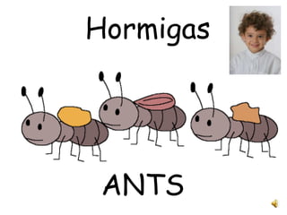Hormigas




 ANTS
 