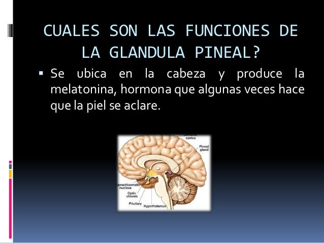 Las hormonas Las hormonas