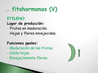 ETILENO:
Lugar de producción:
- Frutos en maduración.
- Hojas y flores envejecidas.


Funciones ppales:
- Maduración de los frutos
- Caída hojas.
- Envejecimiento flores.
 