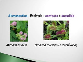 -   Sismonastias: Estímulo : contacto o sacudida.




Mimosa pudica        Dionaea muscipiua (carnívora)
 