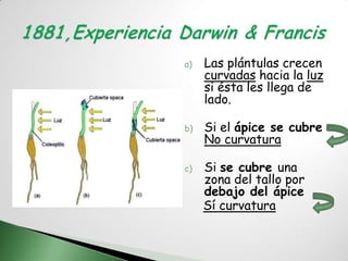 a)   Las plántulas crecen
     curvadas hacia la luz
     si ésta les llega de
     lado.

b)   Si el ápice se cubre
     No curvatura

c)   Si se cubre una
     zona del tallo por
     debajo del ápice
     Sí curvatura
 