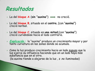    La del bloque A (sin “auxina”)        no creció.

   La del bloque B, situado en el centro, (con “auxina”)
    creció normal.

   La del bloque C, situado en una mitad,(con ”auxina”)
    creció curvándose hacia el lado contrario.

   Explicación : la “auxina” produce un crecimiento mayor y por
    tanto curvatura en las zonas donde se acumula.

   Como la luz produce crecimiento hacia un lado supuso que la
    luz ejerce su influencia haciendo que en un lado haya más
    substancia que en el otro.
     (la auxina tiende a alejarse de la luz , z .no iluminadas)
 