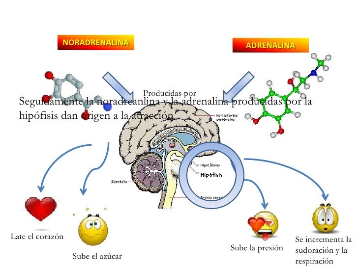 Activar Las 5 Hormonas Del Amor En Un Hombre Sistema Endocrino - Mind Map