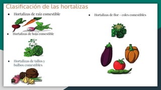 Clasiﬁcación de las hortalizas
● Hortalizas de raíz comestible
● Hortalizas de hoja comestible
● Hortalizas de tallos y
bulbos comestibles
● Hortalizas de ﬂor - coles comestibles
 