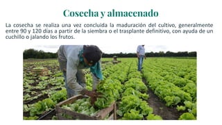 Cosecha y almacenado
La cosecha se realiza una vez concluida la maduración del cultivo, generalmente
entre 90 y 120 días a partir de la siembra o el trasplante definitivo, con ayuda de un
cuchillo o jalando los frutos.
 