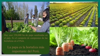 Hay casi 350,000 ha de papa sembradas en
el país. Es el campeón de campeones de las
hortalizas en el Perú.
La papa es la hortaliza más
importante del Perú.
 
