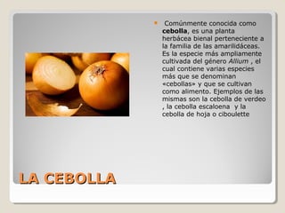 LA CEBOLLALA CEBOLLA
 Comúnmente conocida como
cebolla, es una planta
herbácea bienal perteneciente a
la familia de las amarilidáceas.
Es la especie más ampliamente
cultivada del género Allium , el
cual contiene varias especies
más que se denominan
«cebollas» y que se cultivan
como alimento. Ejemplos de las
mismas son la cebolla de verdeo
, la cebolla escaloena y la
cebolla de hoja o ciboulette
 