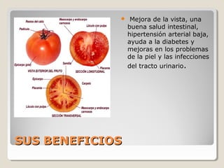 SUS BENEFICIOSSUS BENEFICIOS
 Mejora de la vista, una
buena salud intestinal,
hipertensión arterial baja,
ayuda a la diabetes y
mejoras en los problemas
de la piel y las infecciones
del tracto urinario.
 