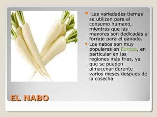 EL NABOEL NABO
 Las variedades tiernas
se utilizan para el
consumo humano,
mientras que las
mayores son dedicadas a
forraje para el ganado.
 Los nabos son muy
populares en Europa, en
particular en las
regiones más frías, ya
que se pueden
almacenar durante
varios meses después de
la cosecha
 