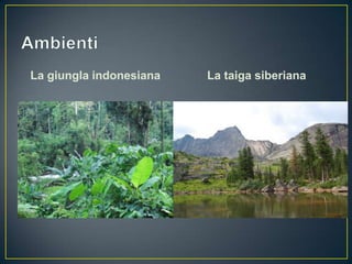 La giungla indonesiana   La taiga siberiana
 