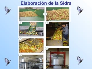 Elaboración de la Sidra 