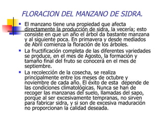 FLORACION DEL MANZANO DE SIDRA.
   El manzano tiene una propiedad que afecta
    directamente la producción de sidra, la vecería; esto
    consiste en que un año el árbol da bastante manzana
    y al siguiente poca. En primavera y desde mediados
    de Abril comienza la floración de los árboles.
   La fructificación completa de las diferentes variedades
    se produce, en el mes de Agosto, la formación y
    tamaño final del fruto se conocerá en el mes de
    septiembre.
   La recolección de la cosecha, se realiza
    principalmente entre los meses de octubre y
    noviembre de cada año. El éxito de esta depende de
    las condiciones climatológicas. Nunca se han de
    recoger las manzanas del suelo, llamadas del sapo,
    porque al ser excesivamente tempranas, no sirven
    para fabricar sidra, y si son de excesiva maduración
    no proporcionan la calidad deseada.
 