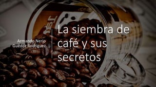 La siembra de
café y sus
secretos
Armando Nerio
Guedez Rodríguez
 