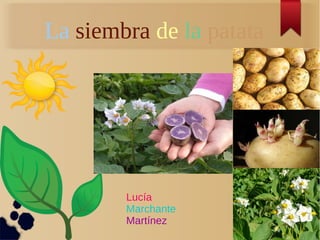 La siembra de la patata
Lucía
Marchante
Martínez
 