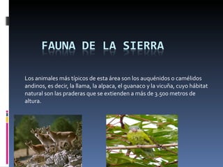 Los animales más típicos de esta área son los auquénidos o camélidos andinos, es decir, la llama, la alpaca, el guanaco y la vicuña, cuyo hábitat natural son las praderas que se extienden a más de 3.500 metros de altura. 