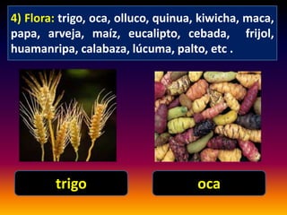 4) Flora: trigo, oca, olluco, quinua, kiwicha, maca, 
papa, arveja, maíz, eucalipto, cebada, frijol, 
huamanripa, calabaza, lúcuma, palto, etc . 
trigo oca 
 