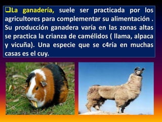 La ganadería, suele ser practicada por los 
agricultores para complementar su alimentación . 
Su producción ganadera varía en las zonas altas 
se practica la crianza de camélidos ( llama, alpaca 
y vicuña). Una especie que se c4ría en muchas 
casas es el cuy. 
 