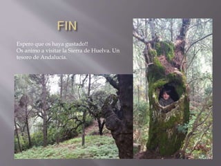 Espero que os haya gustado!!
Os animo a visitar la Sierra de Huelva. Un
tesoro de Andalucía.
 