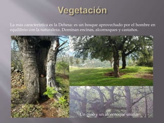 La más característica es la Dehesa: es un bosque aprovechado por el hombre en
equilibrio con la naturaleza. Dominan encinas, alcornoques y castaños.
Un pino y un alcornoque unidos
 