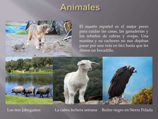 Los tres Jabuguitos La cabra lechera serrana Buitre negro en Sierra Pelada
El mastín español es el mejor perro
para cuidar las casas, las ganaderías y
los rebaños de cabras y ovejas. Una
mastina y su cachorro no nos dejaban
pasar por una ruta en bici hasta que les
dimos un bocadillo.
 