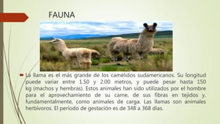 FAUNA
 La llama es el más grande de los camélidos sudamericanos. Su longitud
puede variar entre 1.50 y 2.00 metros, y puede pesar hasta 150
kg (machos y hembras). Estos animales han sido utilizados por el hombre
para el aprovechamiento de su carne, de sus fibras en tejidos y,
fundamentalmente, como animales de carga. Las llamas son animales
herbívoros. El período de gestación es de 348 a 368 días.
 