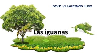 Las iguanas
DAVID VILLAVICENCIO LUGO
 