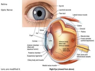 Lens are modified it
Retina
Optic Nerve
 