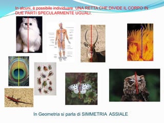 In alcuni, è possibile individuare UNA RETTA CHE DIVIDE IL CORPO IN
DUE PARTI SPECULARMENTE UGUALI.




         In Geometria si parla di SIMMETRIA ASSIALE
 