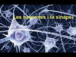 Les neurones i la sinapsi
 
