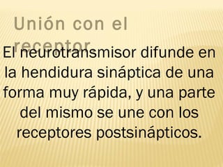 Unión con el
receptor.El neurotransmisor difunde en
la hendidura sináptica de una
forma muy rápida, y una parte
del mismo se une con los
receptores postsinápticos.
 
