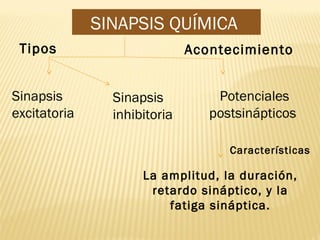 SINAPSIS QUÍMICA
Tipos
Sinapsis
excitatoria
Sinapsis
inhibitoria
Acontecimiento
Potenciales
postsinápticos
Características
La amplitud, la duración,
retardo sináptico, y la
fatiga sináptica.
 