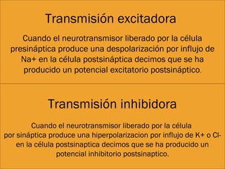 Transmisión excitadora
Cuando el neurotransmisor liberado por la célula
presináptica produce una despolarización por influjo de
Na+ en la célula postsináptica decimos que se ha
producido un potencial excitatorio postsináptico.
Transmisión inhibidora
Cuando el neurotransmisor liberado por la célula
por sináptica produce una hiperpolarizacion por influjo de K+ o Cl-
en la célula postsinaptica decimos que se ha producido un
potencial inhibitorio postsinaptico.
 