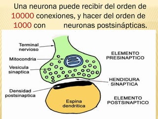 Una neurona puede recibir del orden de
10000 conexiones, y hacer del orden de
1000 con neuronas postsinápticas.
 