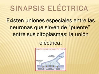 SINAPSIS ELÉCTRICA
Existen uniones especiales entre las
neuronas que sirven de “puente”
entre sus citoplasmas: la unión
eléctrica.
 
