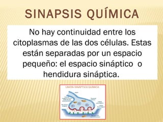 SINAPSIS QUÍMICA
No hay continuidad entre los
citoplasmas de las dos células. Estas
están separadas por un espacio
pequeño: el espacio sináptico o
hendidura sináptica.
 