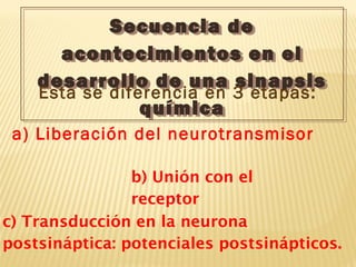 Secuencia de
acontecimientos en el
desarrollo de una sinapsis
química
Secuencia de
acontecimientos en el
desarrollo de una sinapsis
química
Esta se diferencia en 3 etapas:
a) Liberación del neurotransmisor
b) Unión con el
receptor
c) Transducción en la neurona
postsináptica: potenciales postsinápticos.
 