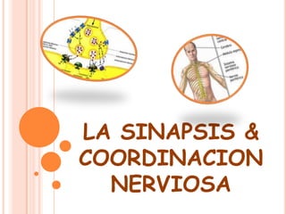 LA SINAPSIS &
COORDINACION
  NERVIOSA
 
